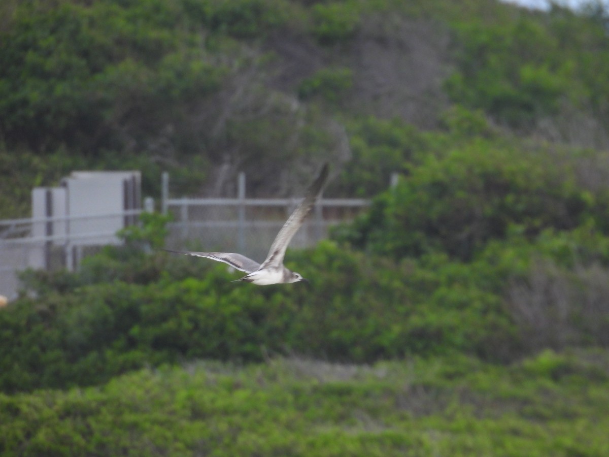 Gabbiano sghignazzante - ML649363693