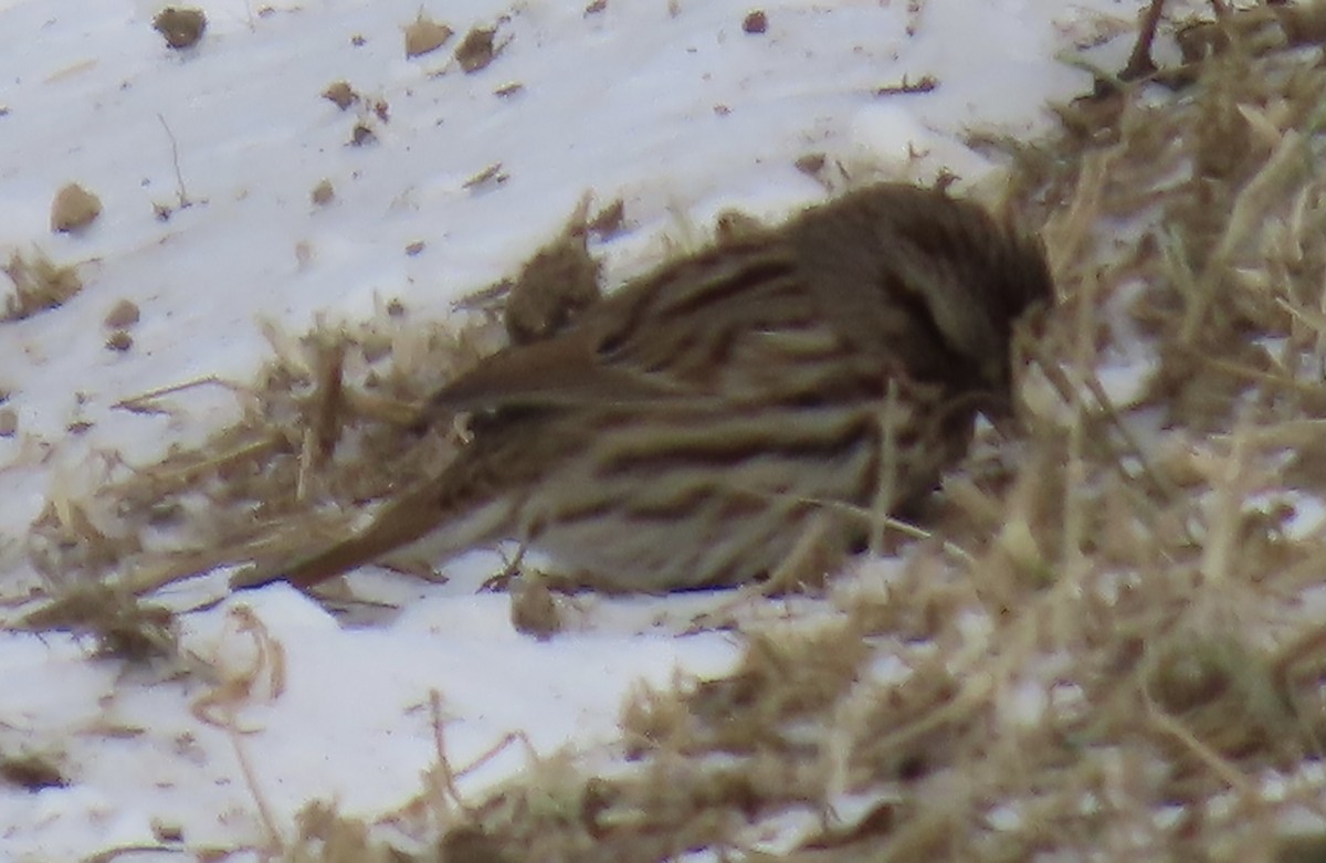Song Sparrow - ML649363891