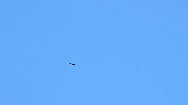 kondor havranovitý - ML649363903