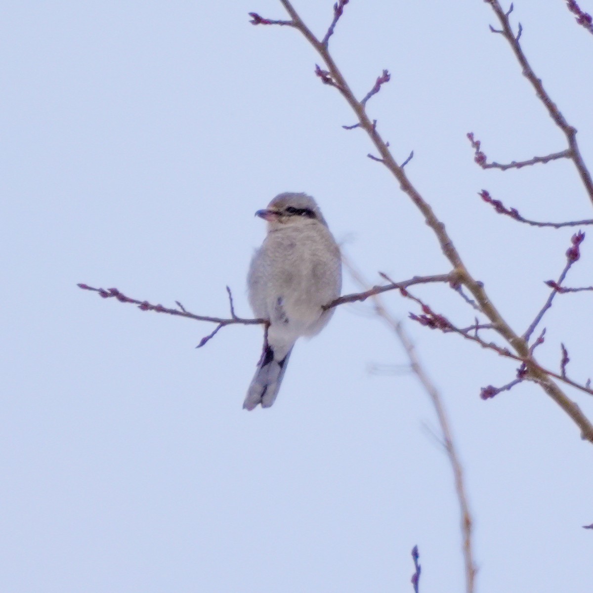 ťuhýk severní - ML649364183