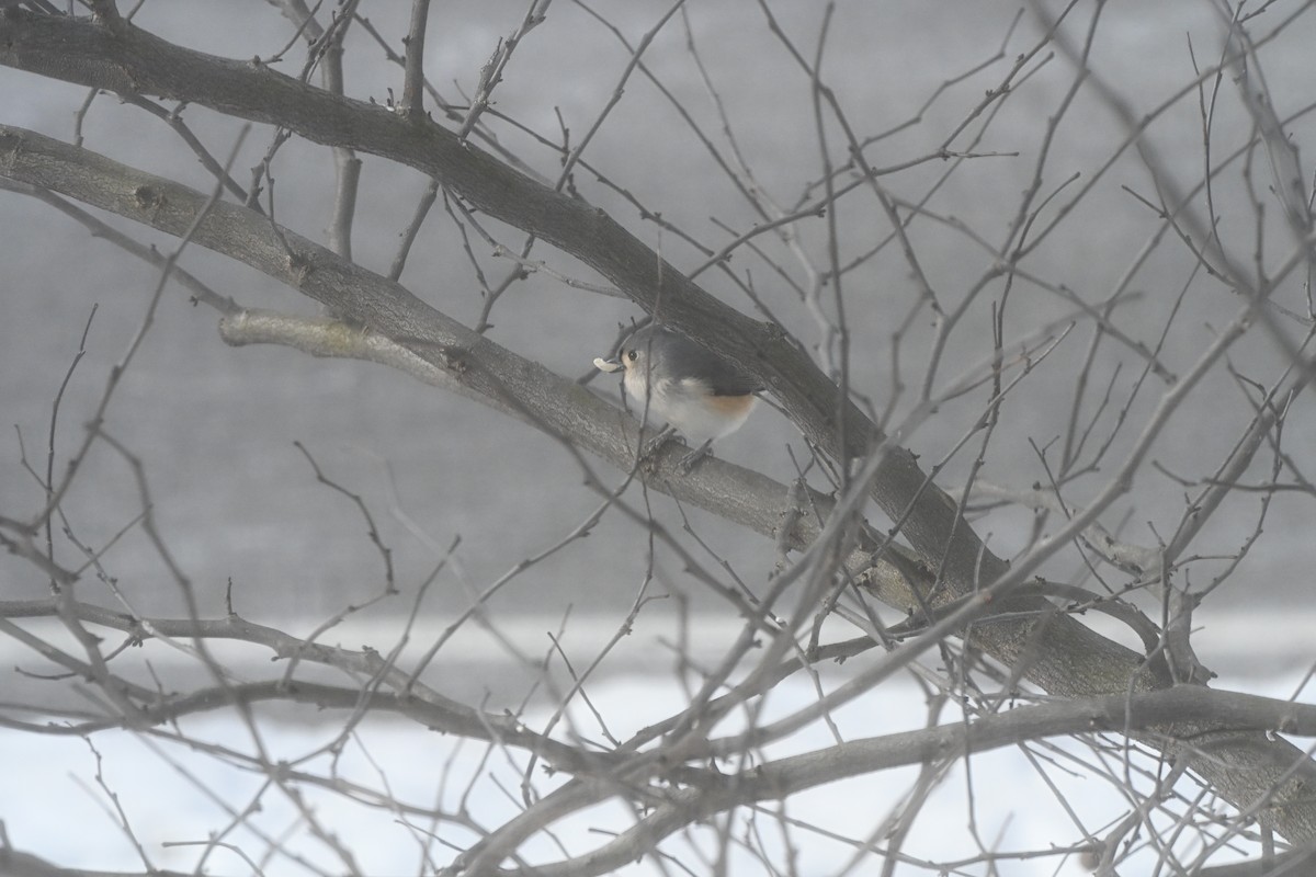 Tufted Titmouse - ML649364204
