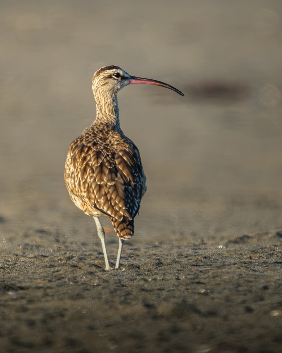 Hudsonian Whimbrel - ML649364224