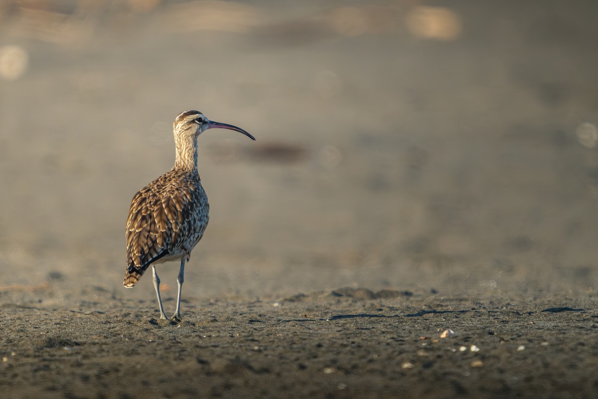 Hudsonian Whimbrel - ML649364228