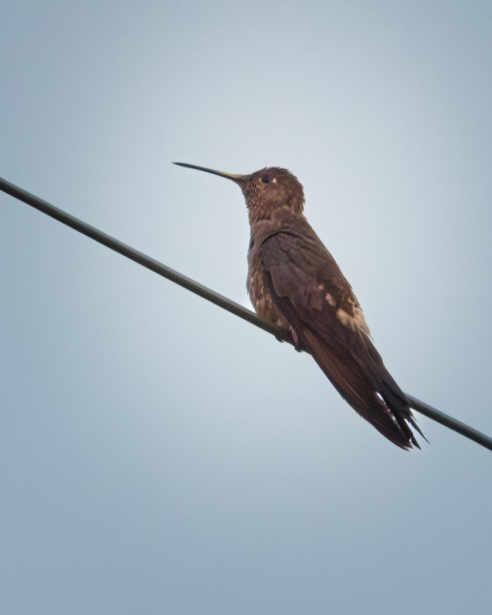 Giant Hummingbird - ML649364233