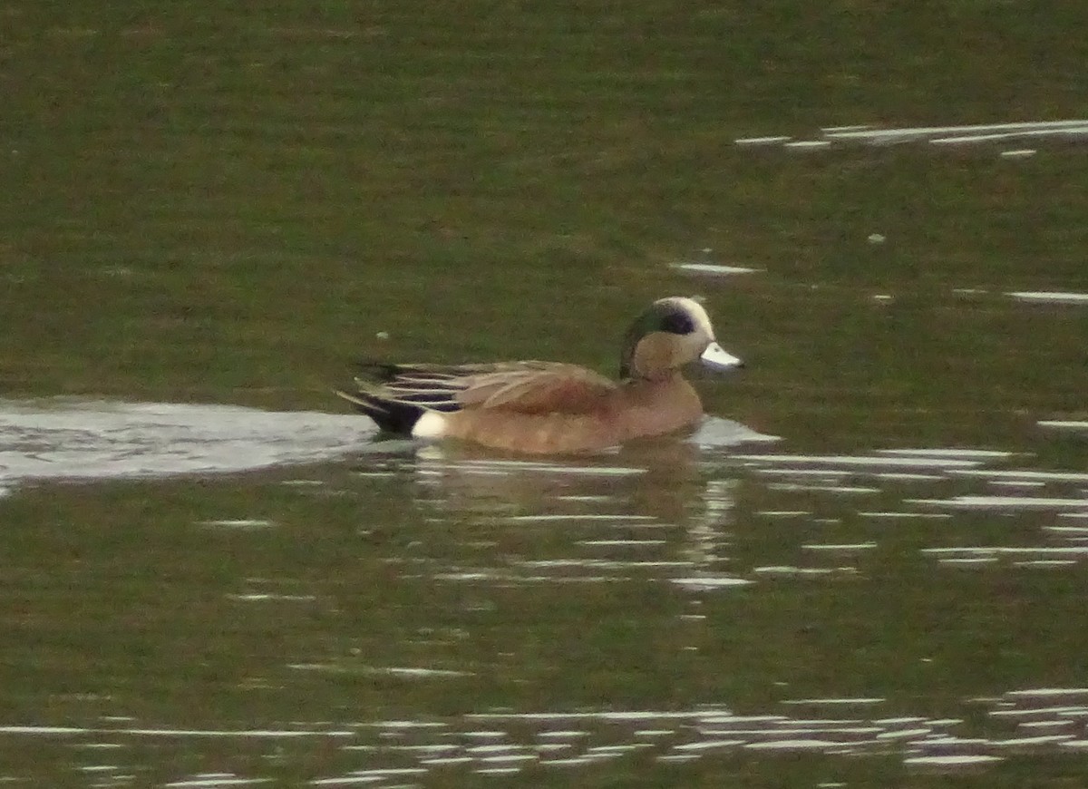 アメリカヒドリ - ML649364303