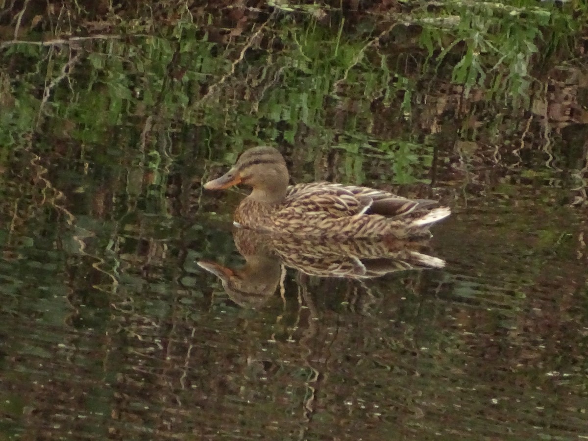 マガモ - ML649364342