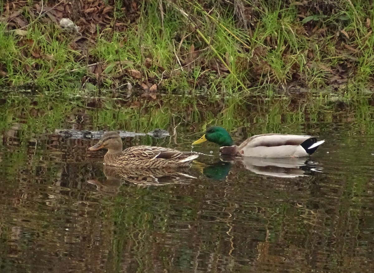 マガモ - ML649364357