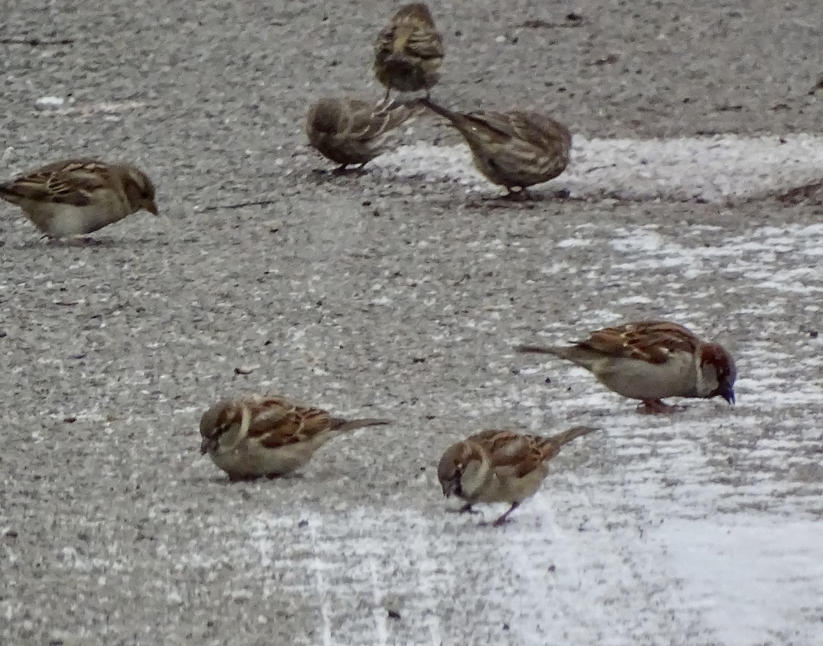 Passera oltremontana - ML649364365