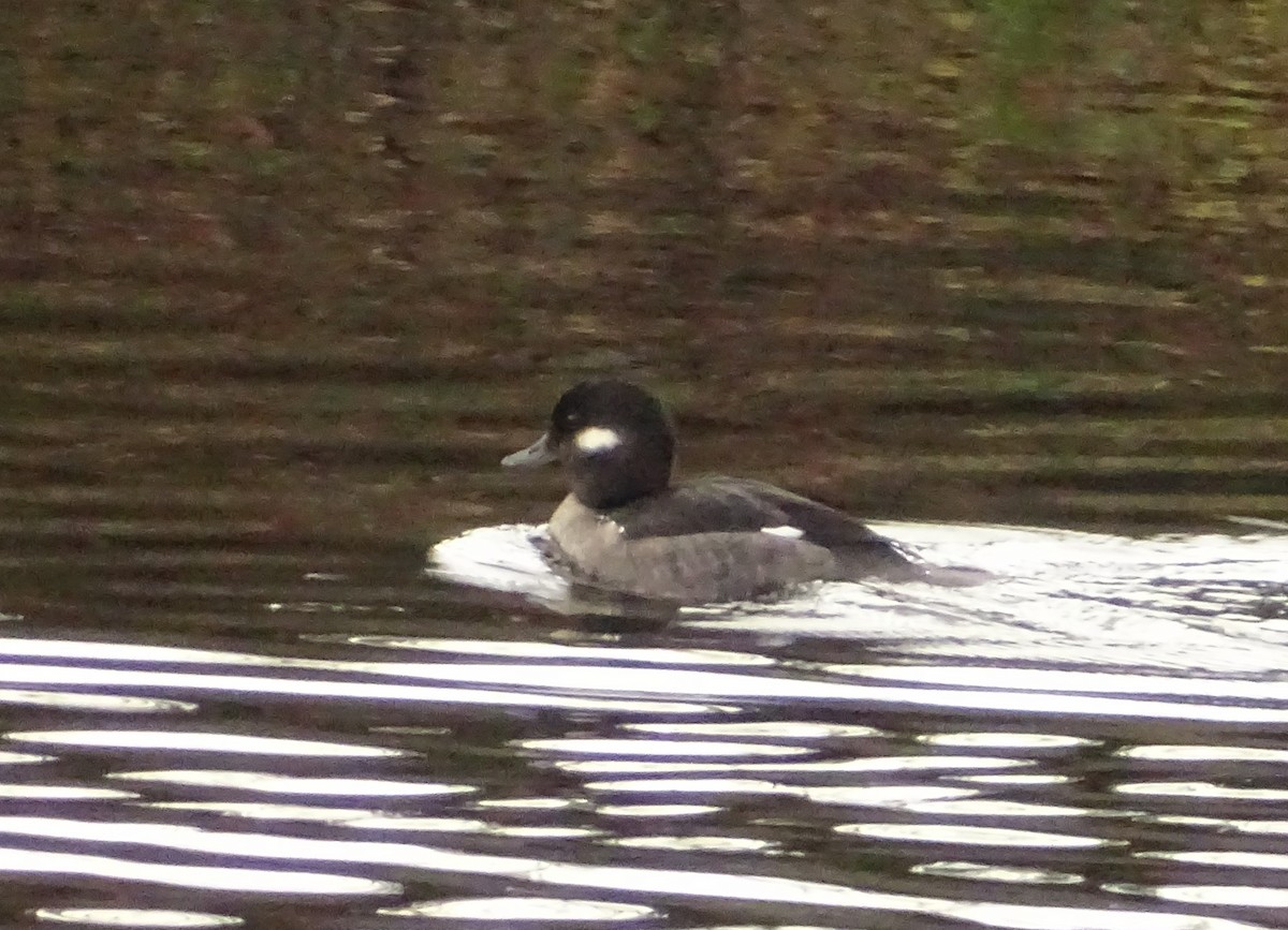 ヒメハジロ - ML649364381