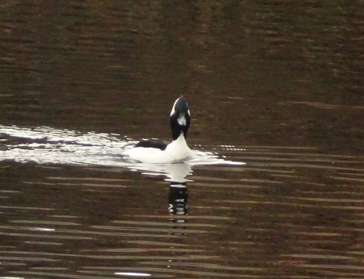 ヒメハジロ - ML649364393