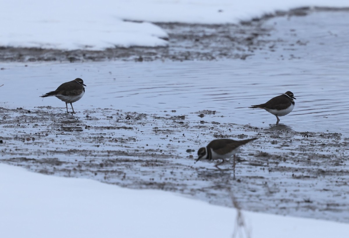 Пісочник крикливий - ML649364415