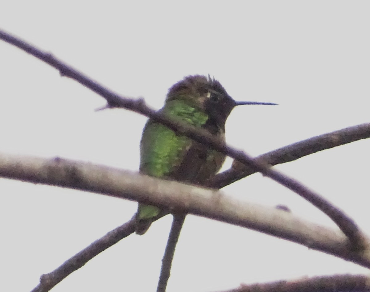 アンナハチドリ - ML649364417