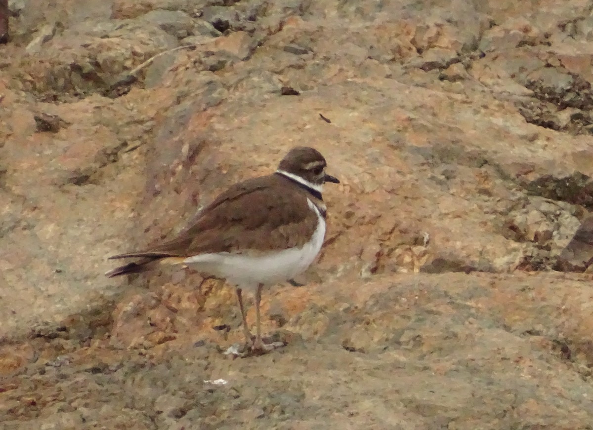 フタオビチドリ - ML649364446