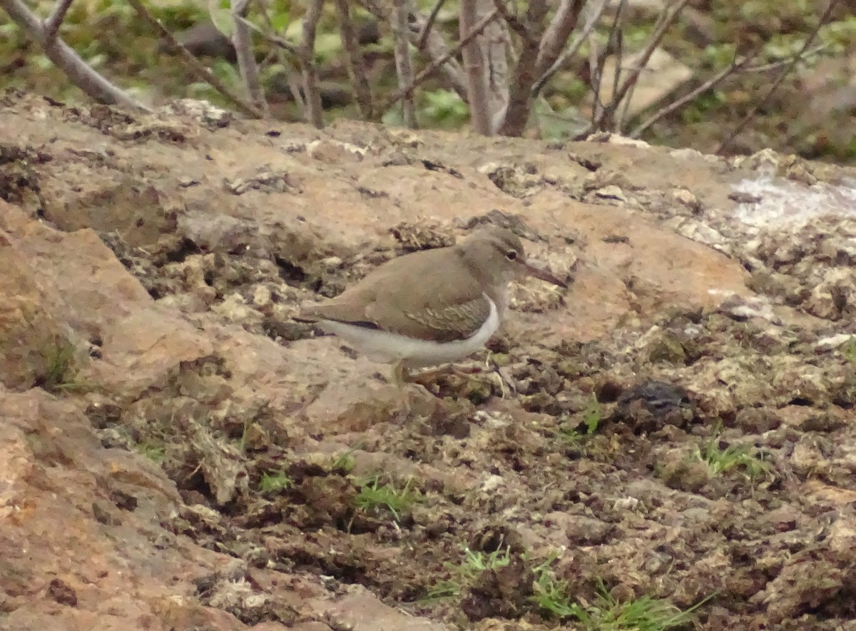 アメリカイソシギ - ML649364468