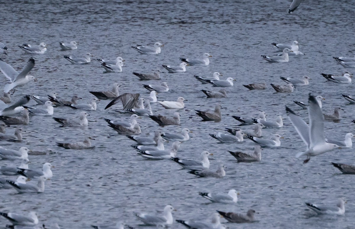 カモメ亜科 - ML649364470