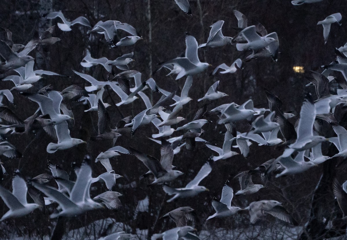 カモメ亜科 - ML649364481