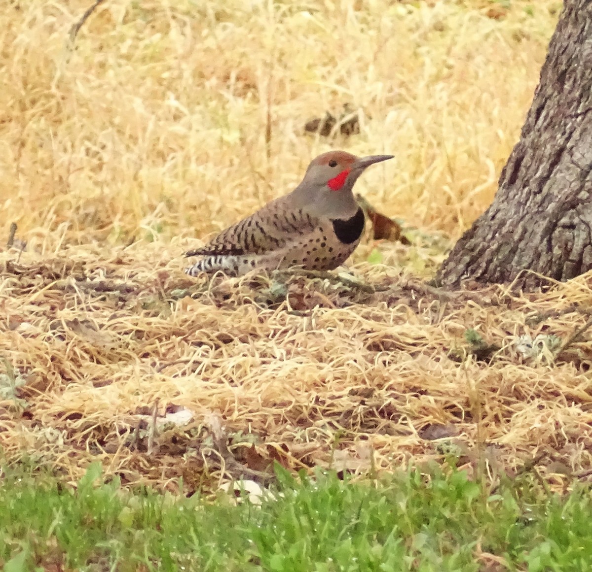 ハシボソキツツキ - ML649364485