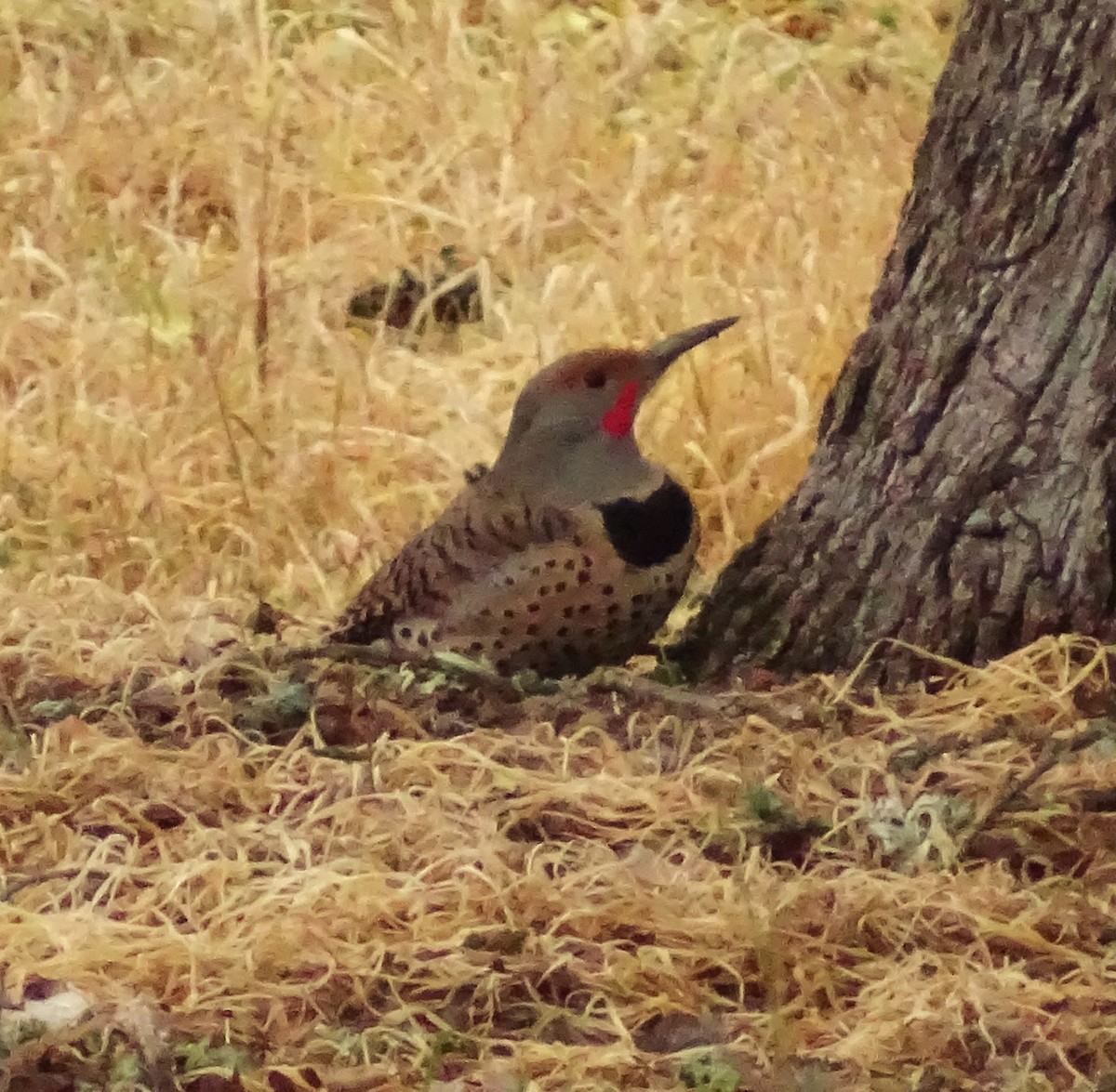 ハシボソキツツキ - ML649364491