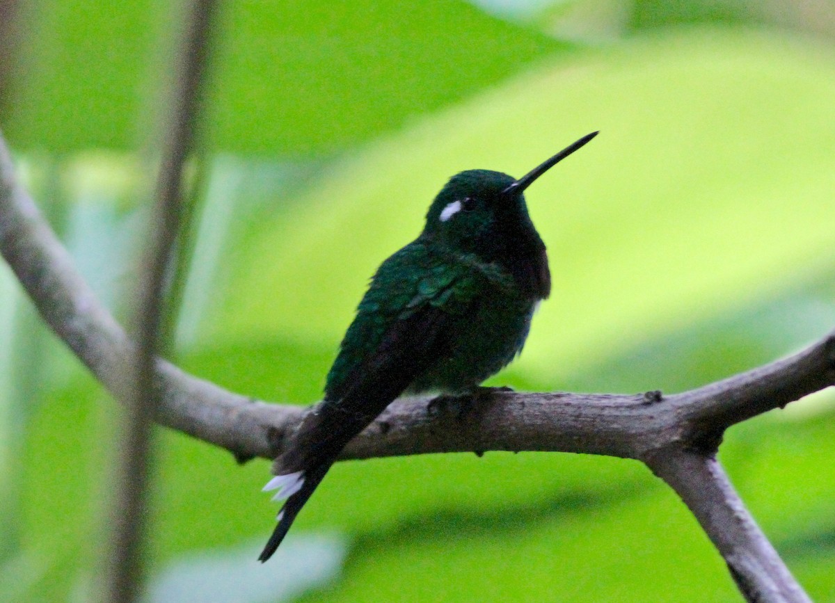 Colibrí Puntiblanco Occidental - ML64936451