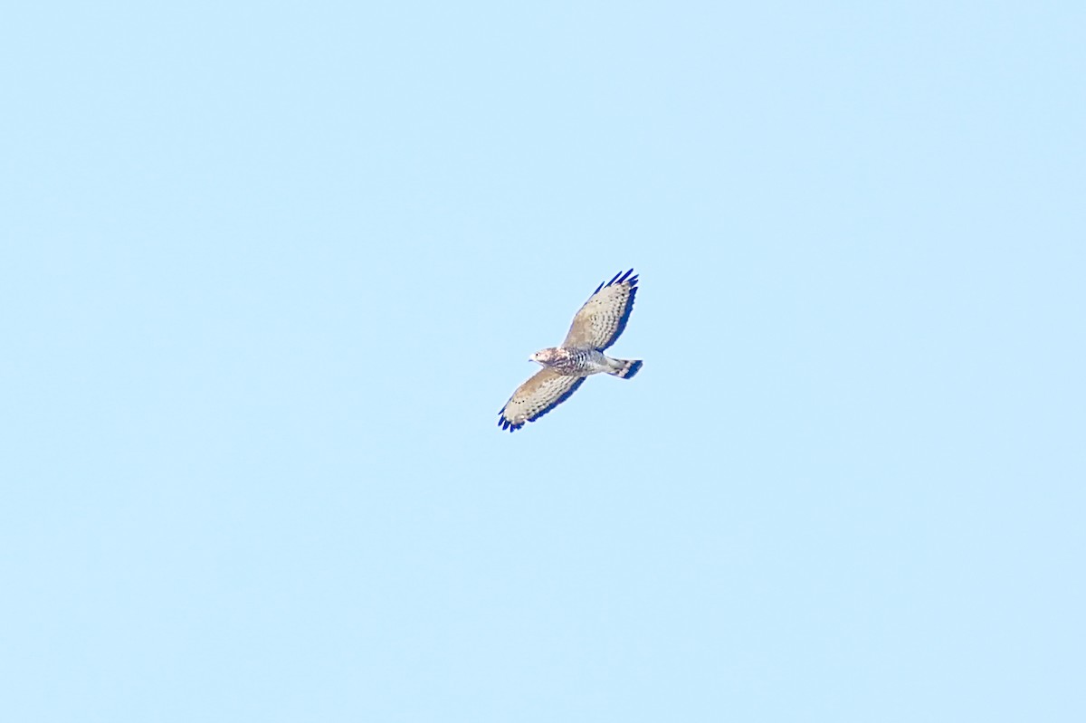 ハネビロノスリ - ML649364544