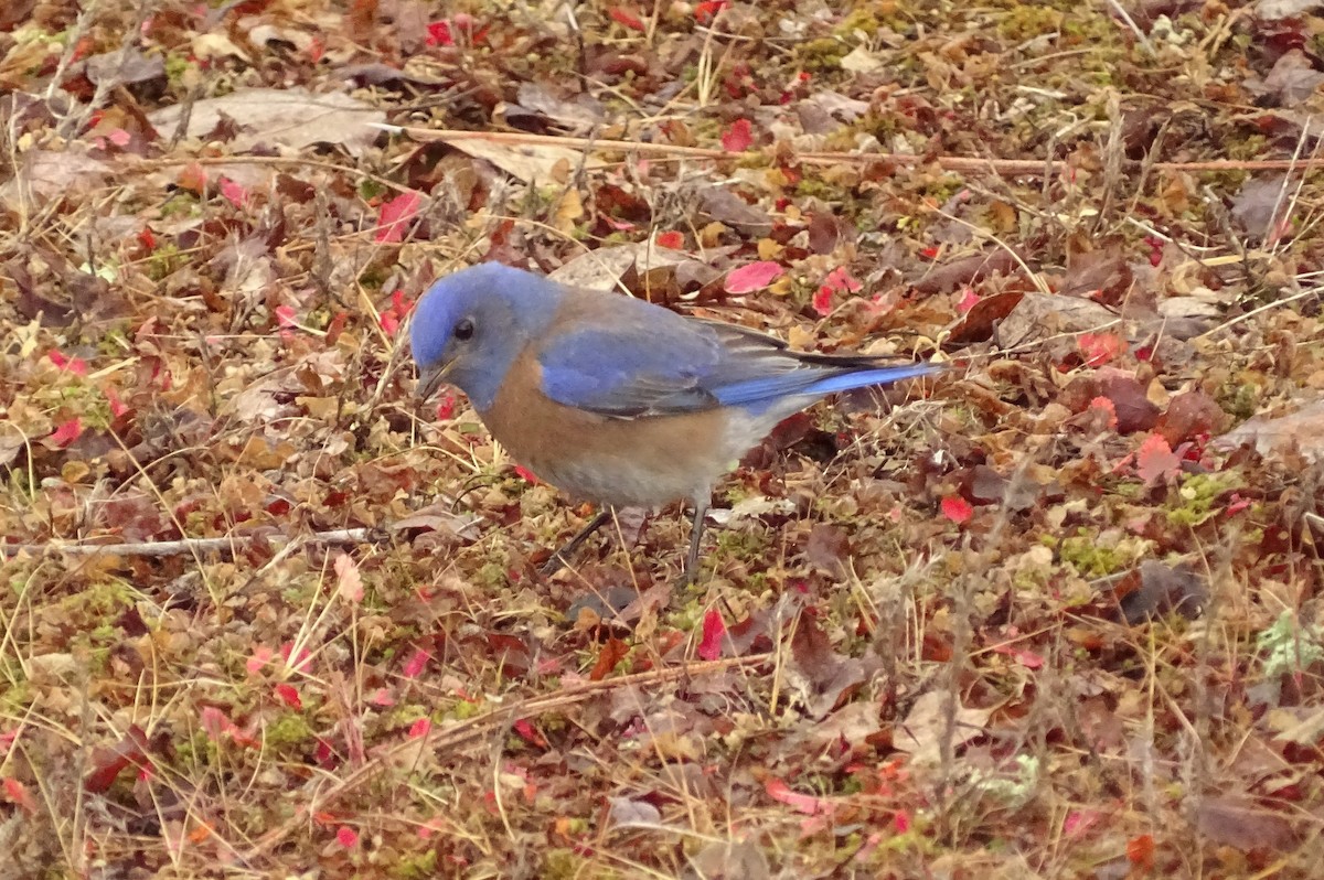 チャカタルリツグミ - ML649364554