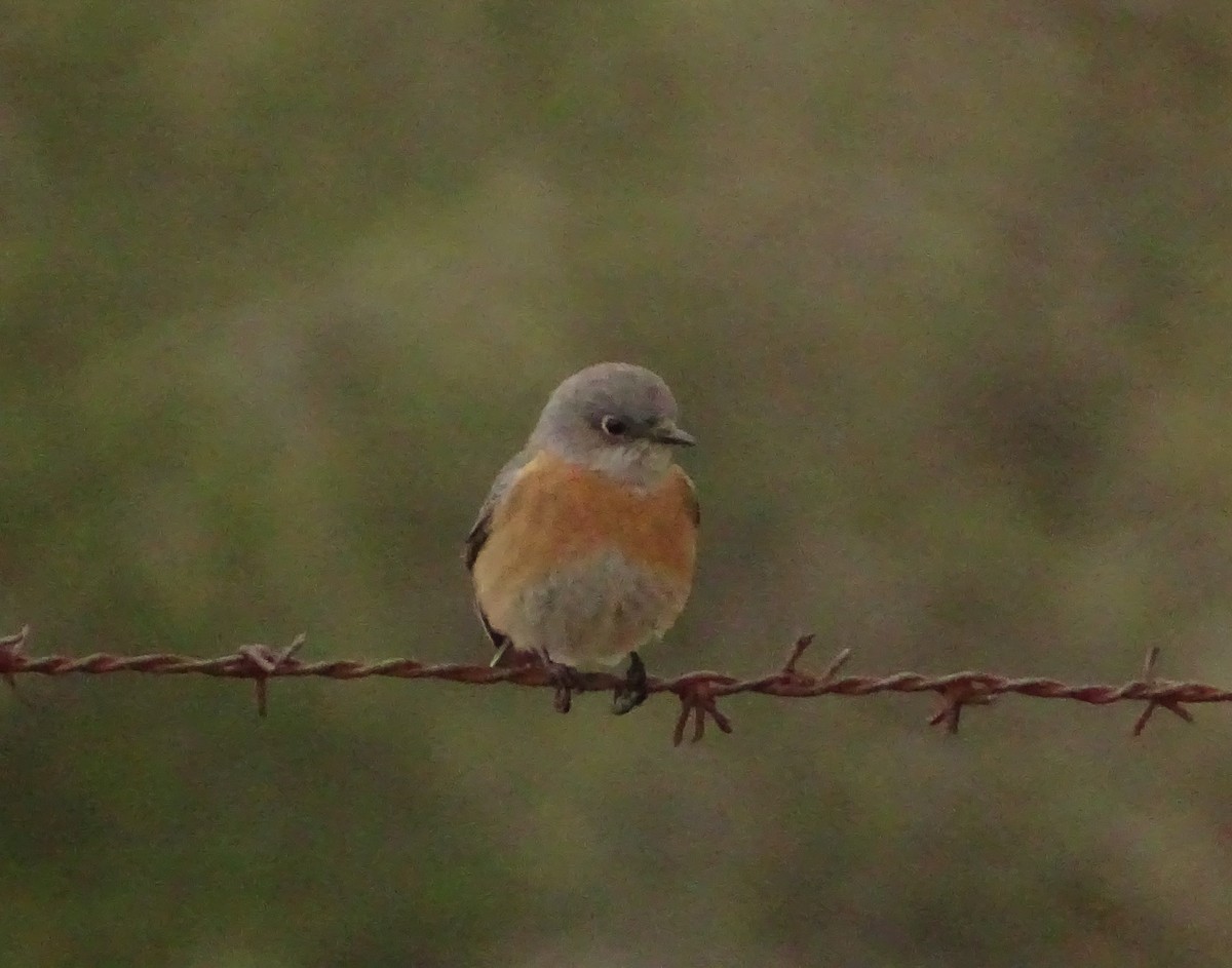 チャカタルリツグミ - ML649364628