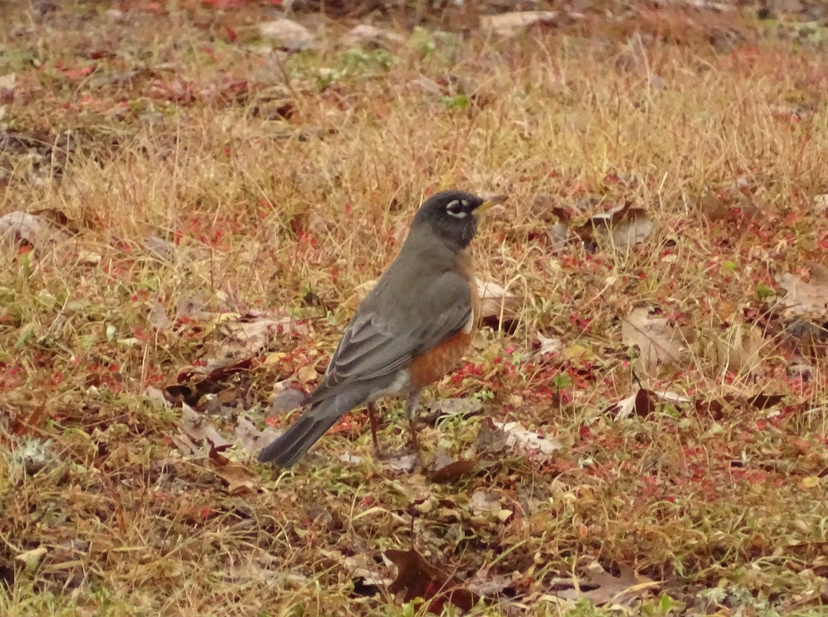 コマツグミ - ML649364669