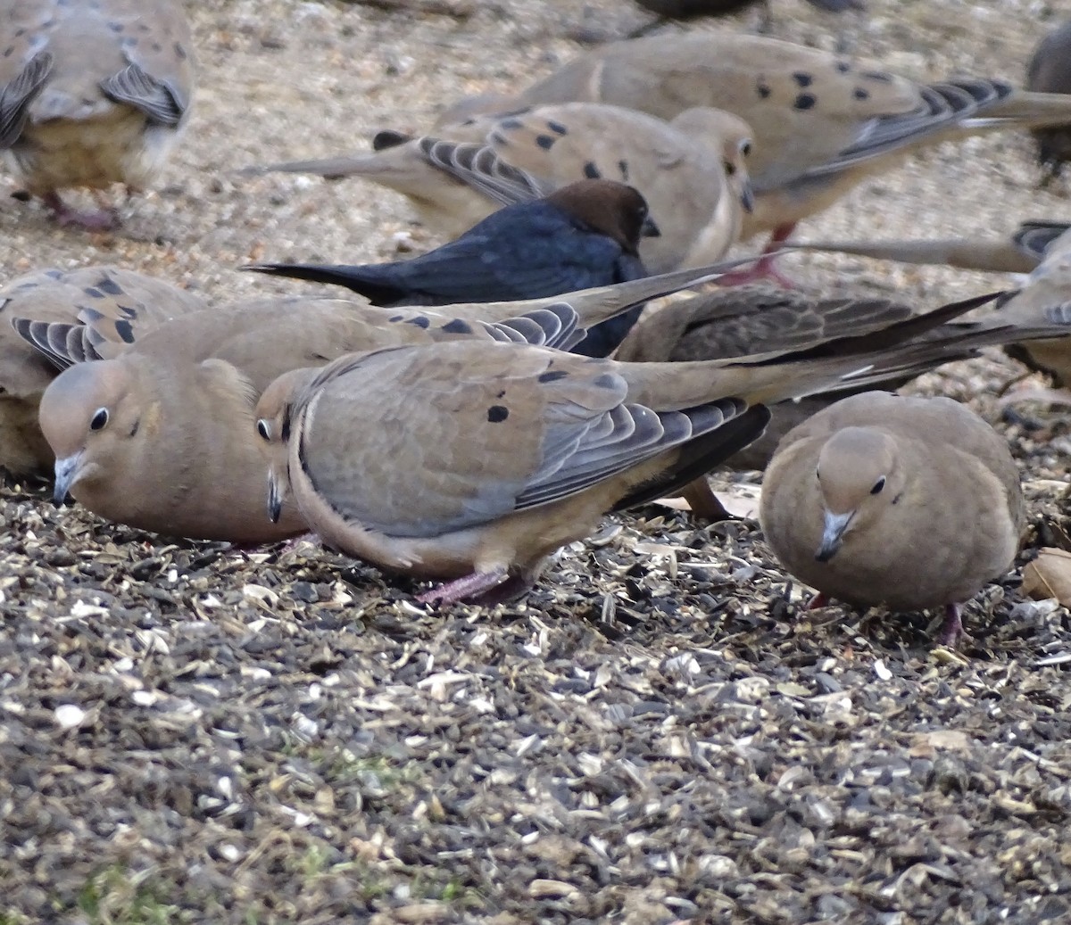 Mourning Dove - ML649364671
