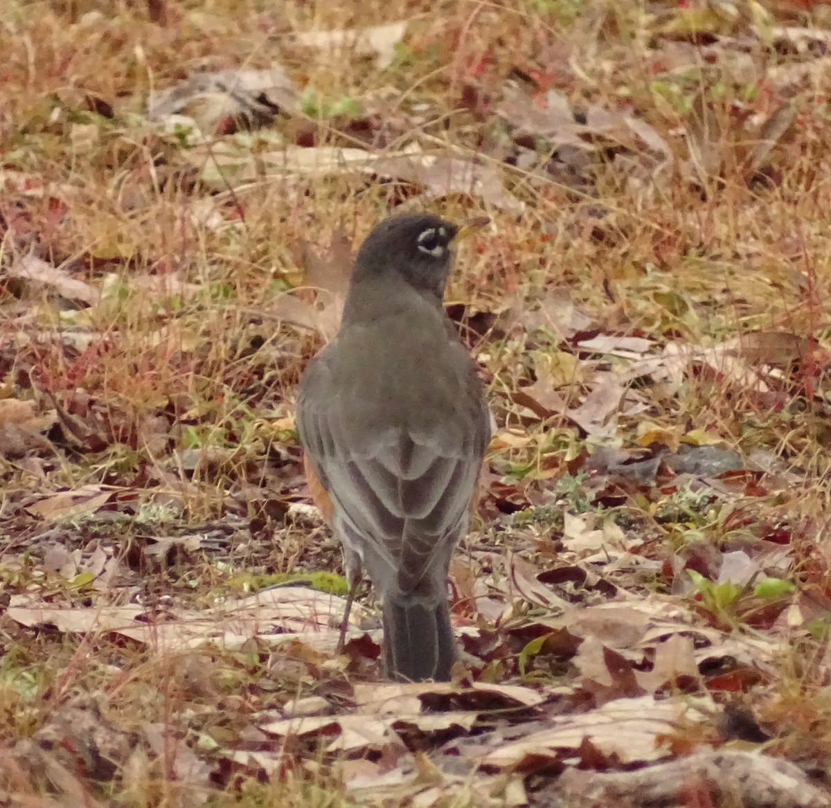 コマツグミ - ML649364679