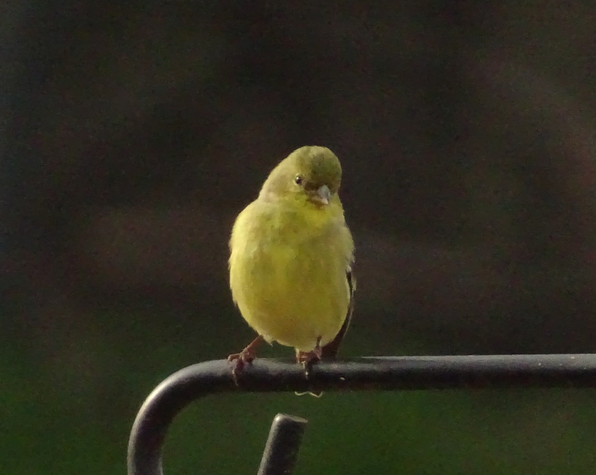 ヒメキンヒワ - ML649364702