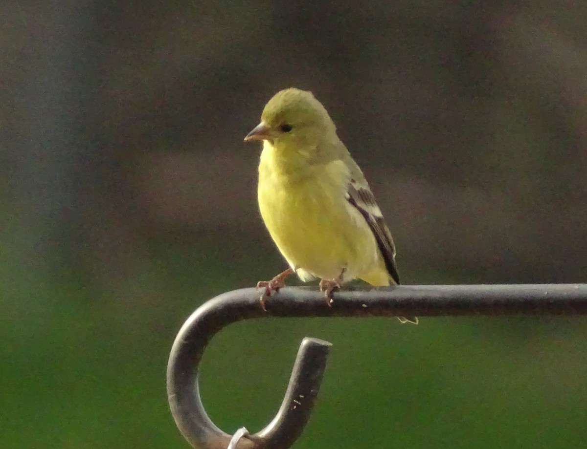 ヒメキンヒワ - ML649364710