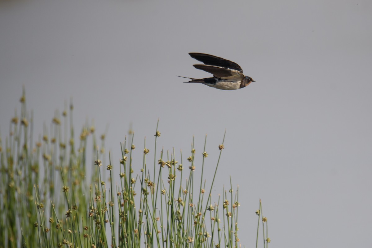 låvesvale - ML649364725