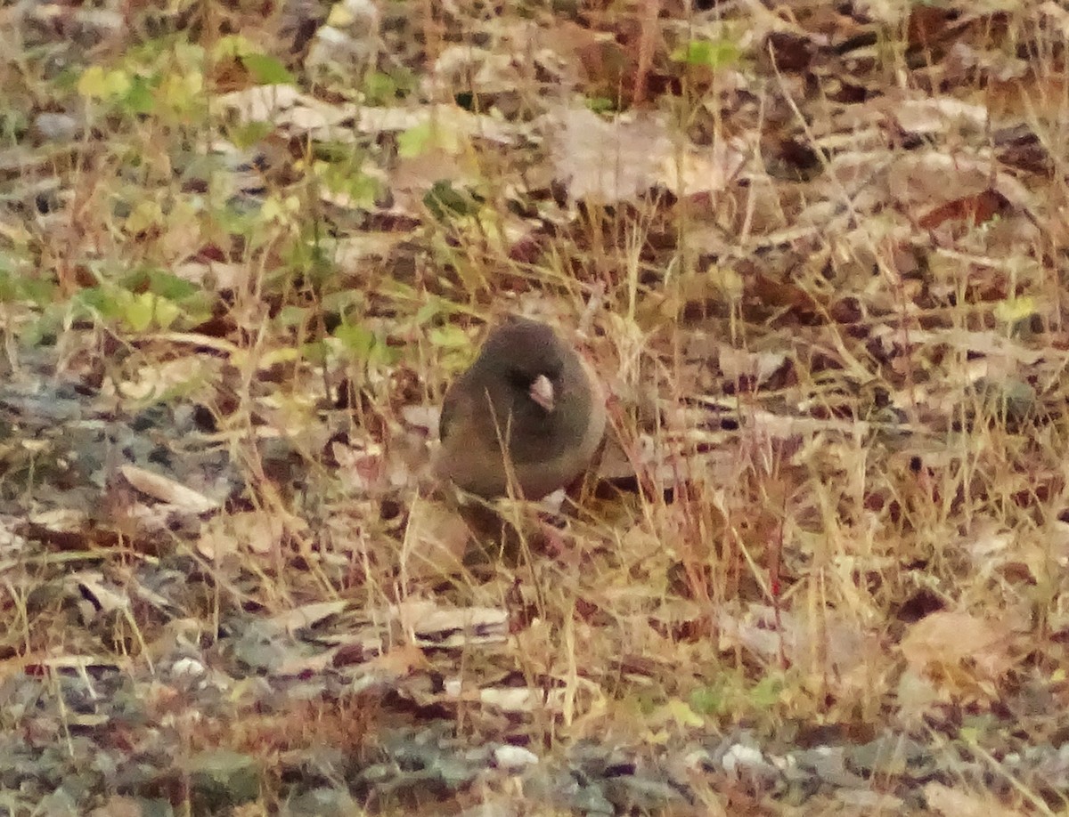 ユキヒメドリ - ML649364733