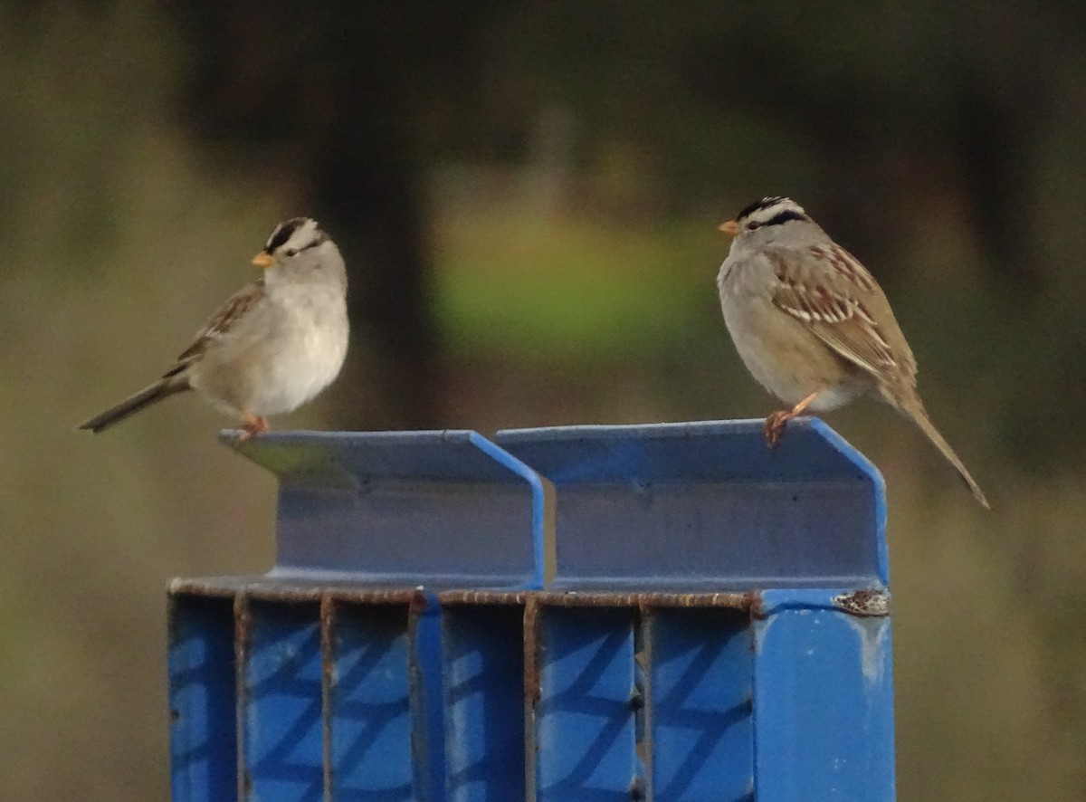 ミヤマシトド - ML649364781