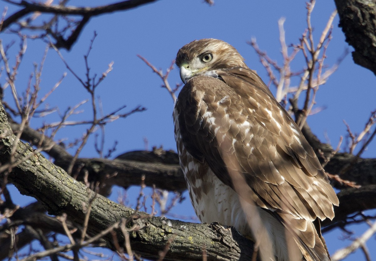 káně rudochvostá - ML649364828