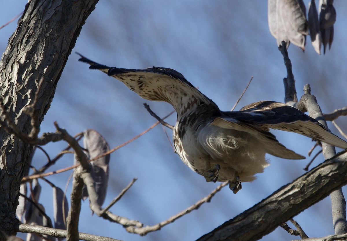 káně rudochvostá - ML649364829