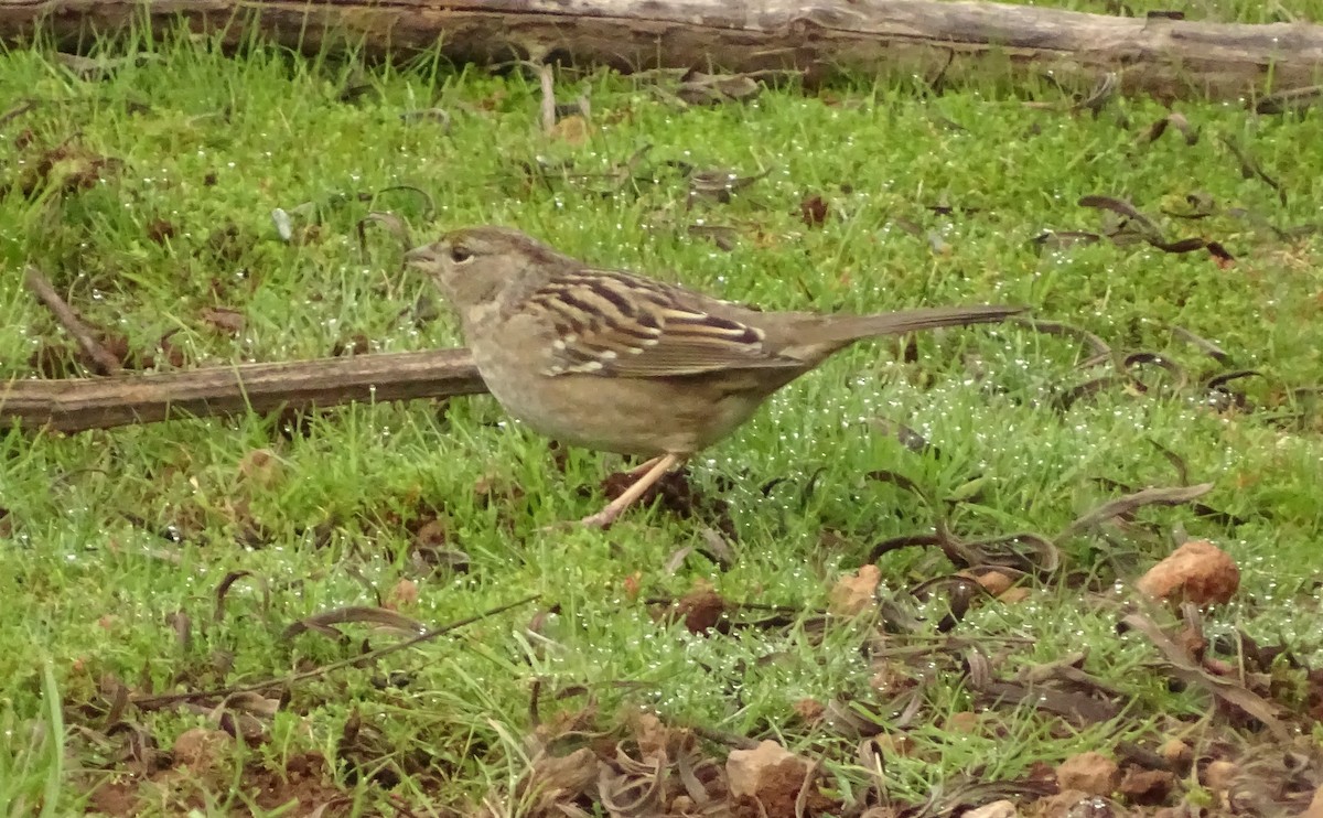 キガシラシトド - ML649364831