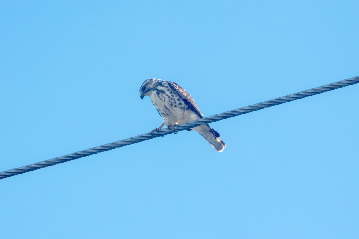 ハネビロノスリ - ML649364838