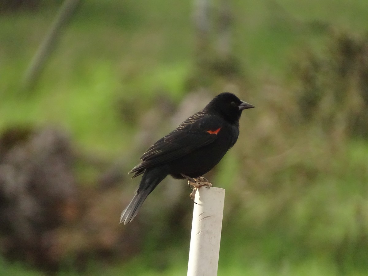 ハゴロモガラス - ML649364904