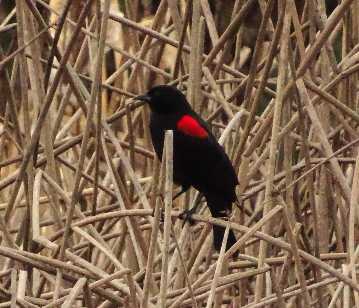 ハゴロモガラス - ML649364925