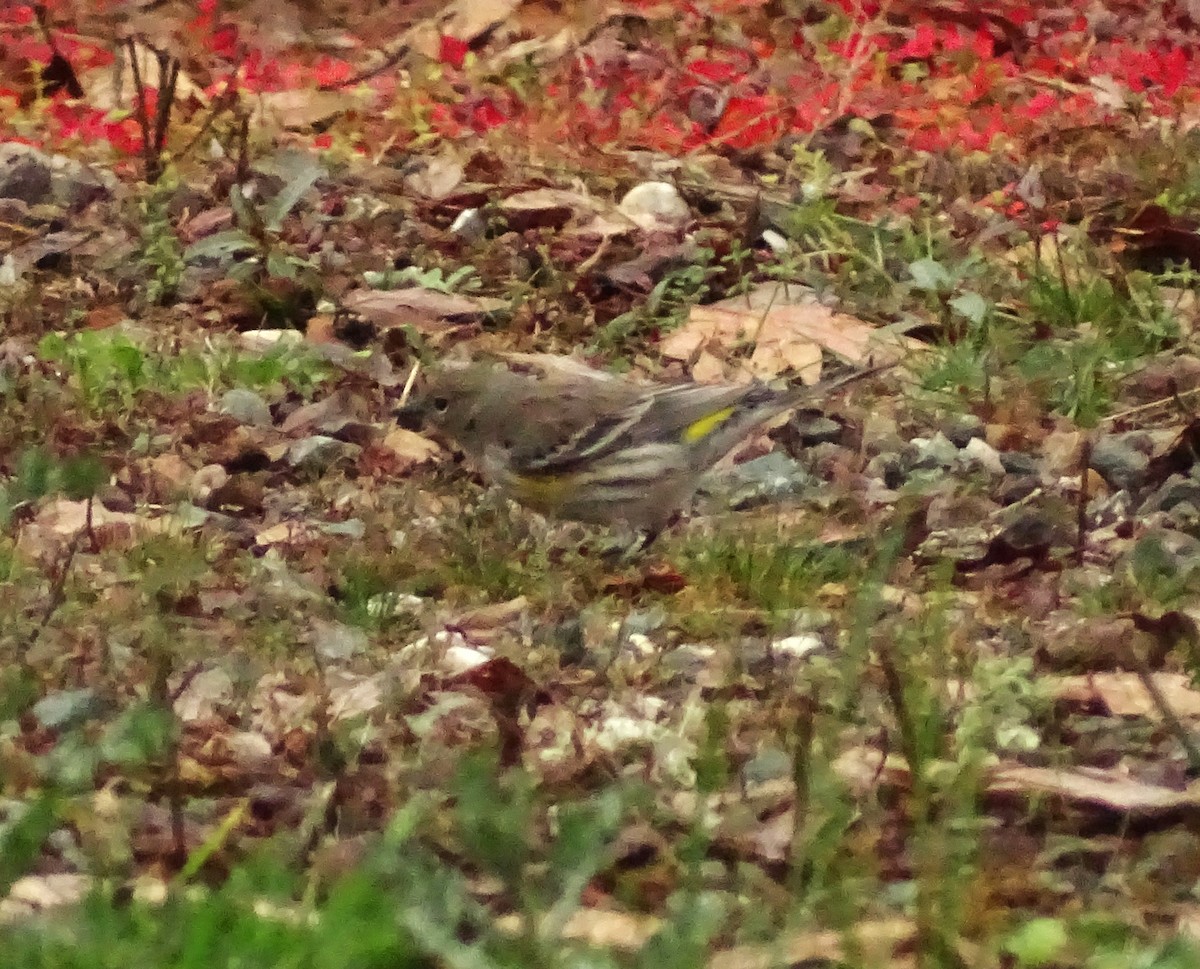 キヅタアメリカムシクイ - ML649364944