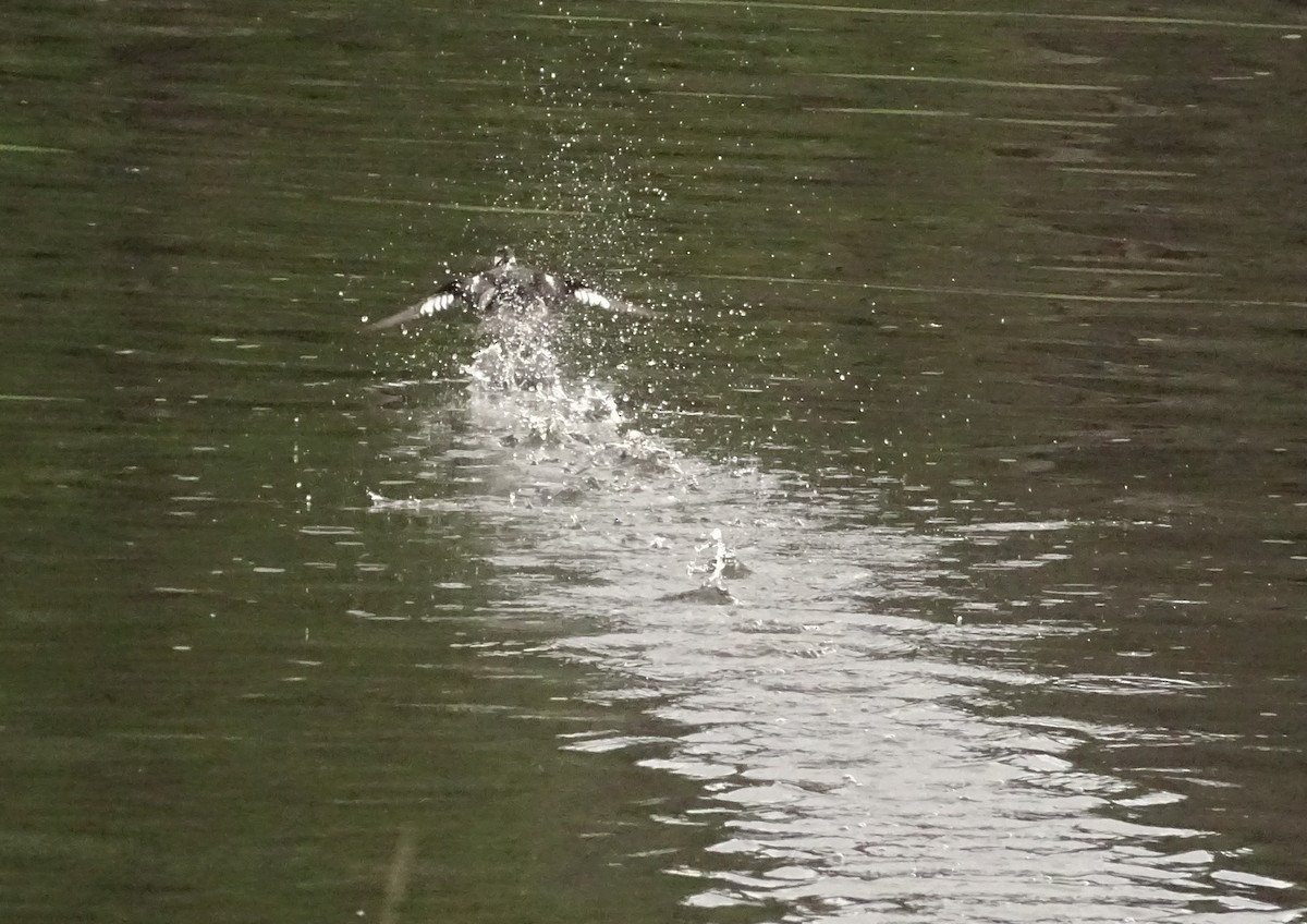 ヒメハジロ - ML649365008