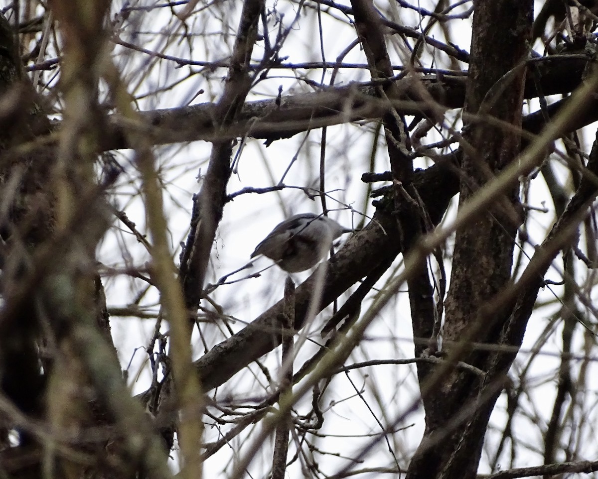 White-breasted Nuthatch (Eastern) - ML649365087