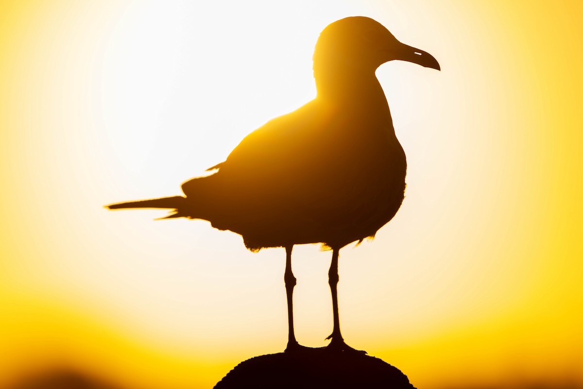 Gabbiano sghignazzante - ML649365137