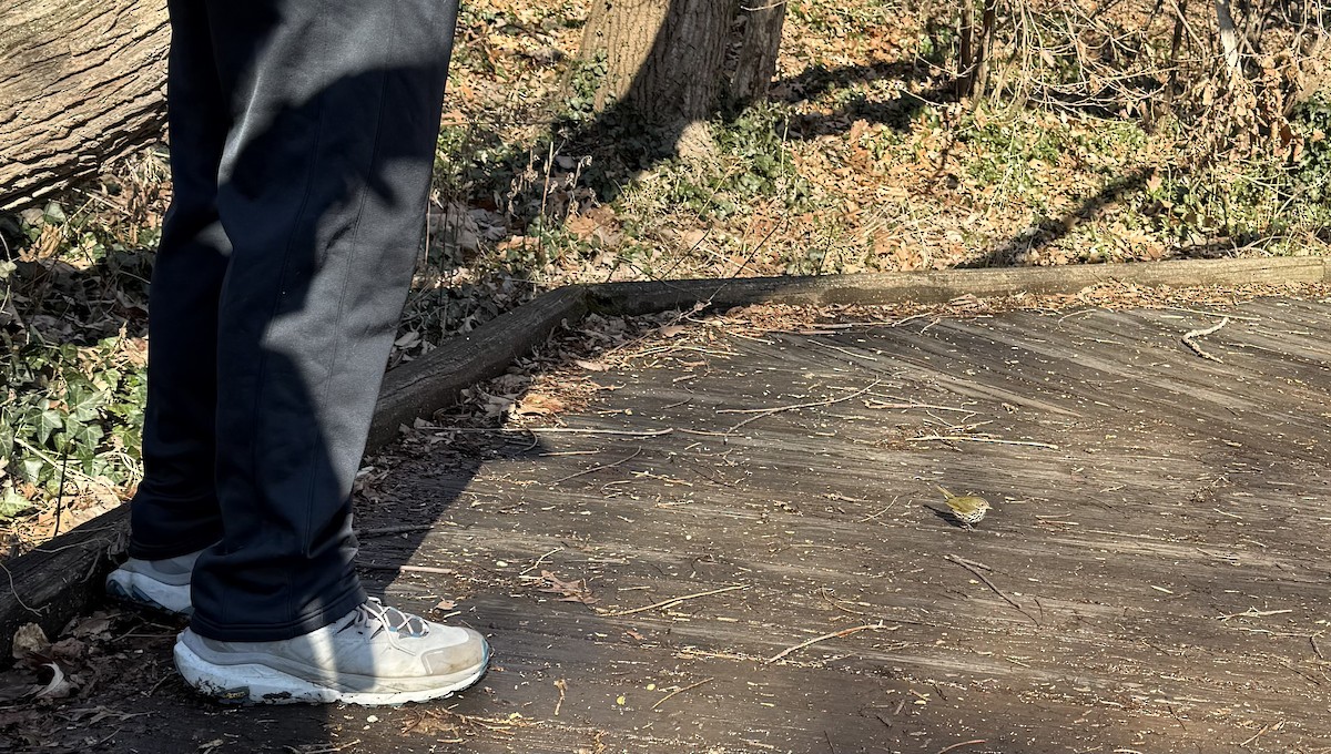 lesňáček zlatohlavý - ML649365138