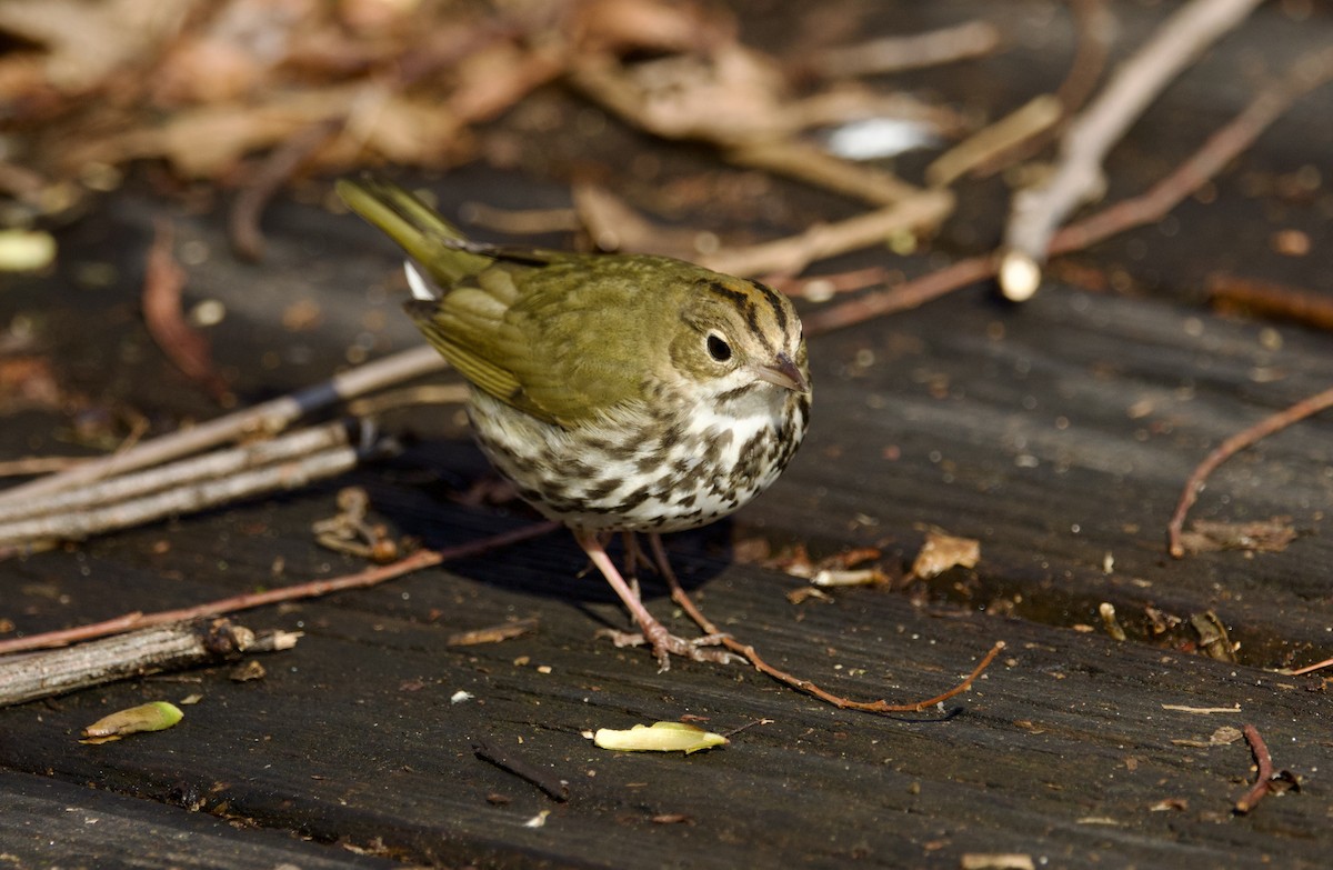 lesňáček zlatohlavý - ML649365140