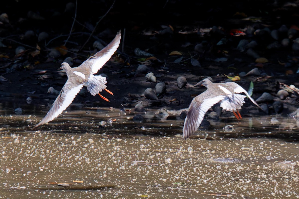 Chevalier gambette - ML649365387