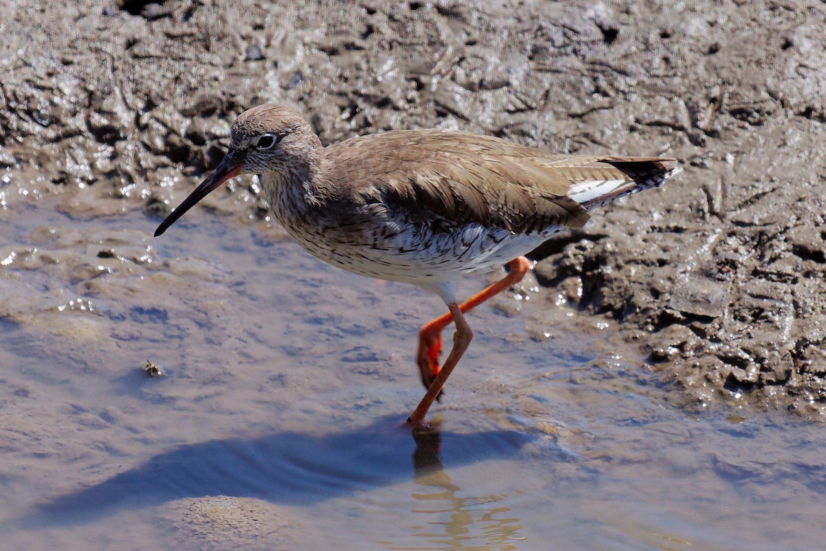 Chevalier gambette - ML649365388