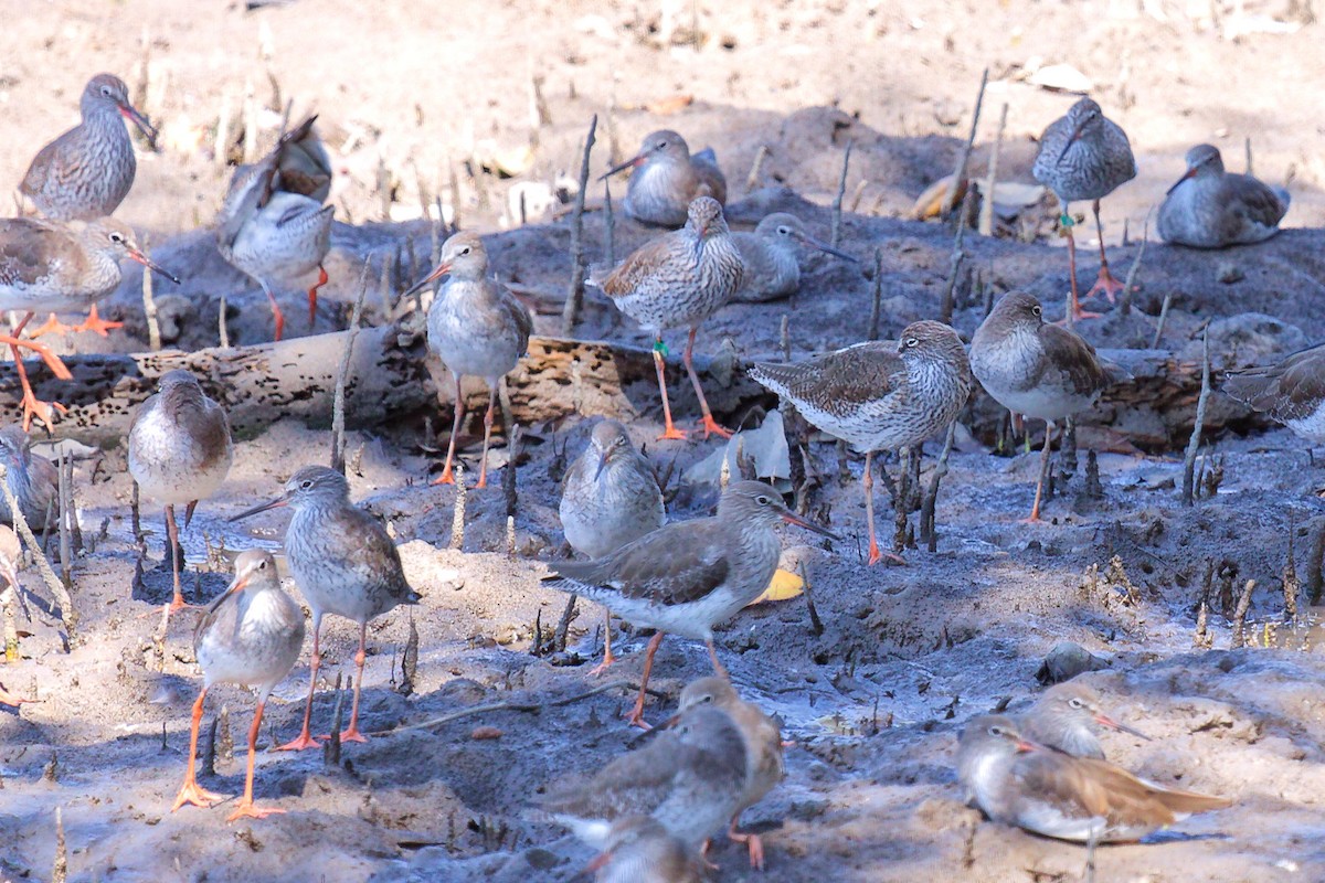 Chevalier gambette - ML649365389