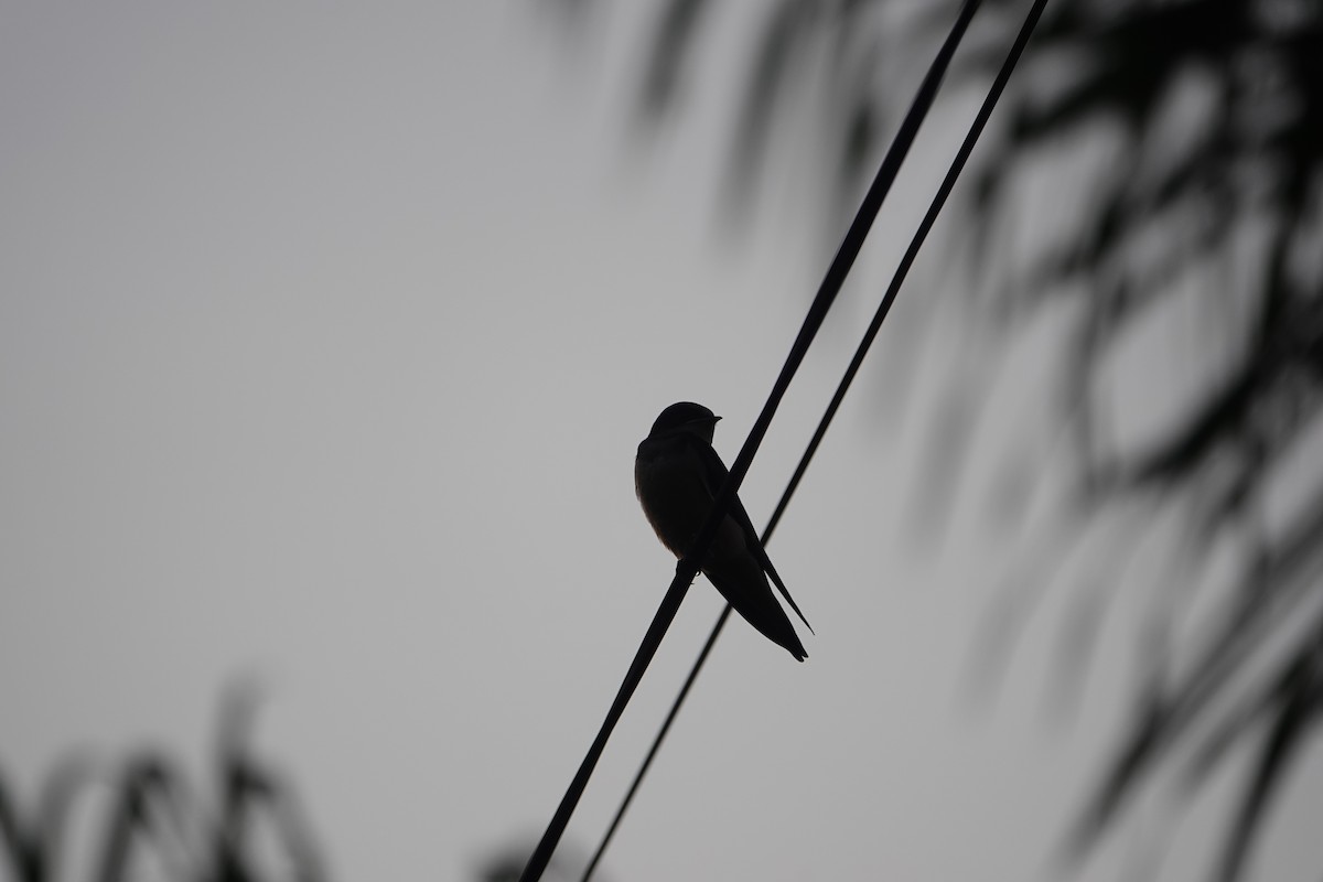 låvesvale (erythrogaster) - ML649365720